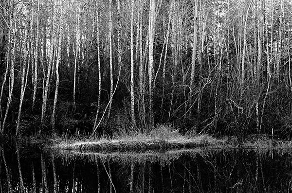 Trees reflected in Pond